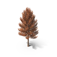 Tree Dried Leaves PNG & PSD Images