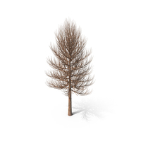 Tree Leafless PNG & PSD Images