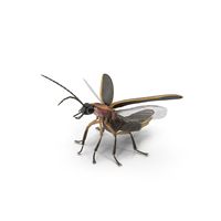 Big Dipper Firefly Standing Pose Fur PNG & PSD Images