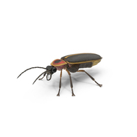Eastern Firefly Crawling Pose Fur PNG & PSD Images