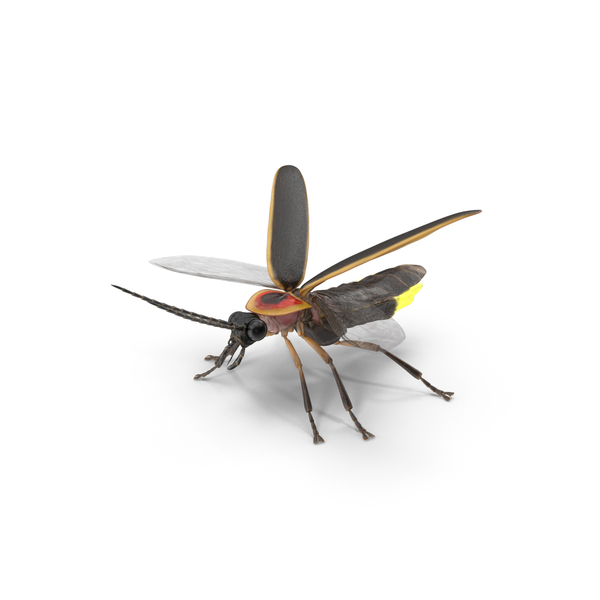 Eastern Firefly Glowing Basic Pose PNG & PSD Images