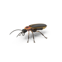 Firefly Crawling Pose PNG & PSD Images