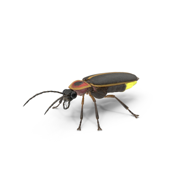 Glowing Big Dipper Firefly Crawling Pose Fur PNG & PSD Images