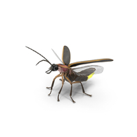 Glowing Eastern Firefly Standing Pose Fur PNG & PSD Images