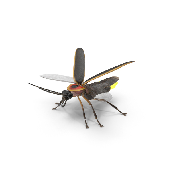 Glowing Firefly Basic Pose Fur PNG & PSD Images