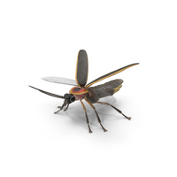 Photinus Pyralis Basic Pose Fur PNG & PSD Images