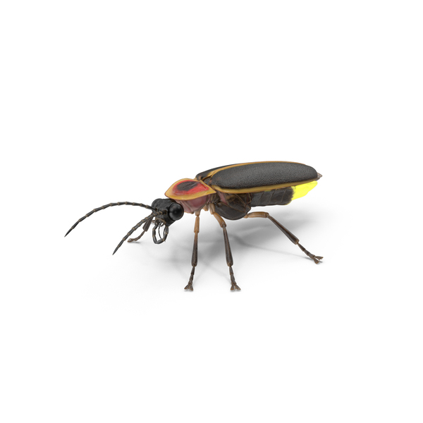 Photinus Pyralis Glowing Crawling Pose PNG & PSD Images