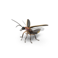 Photinus Pyralis Standing Pose PNG & PSD Images