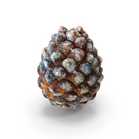 Young Cone PNG & PSD Images