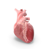 Human Heart PNG & PSD Images
