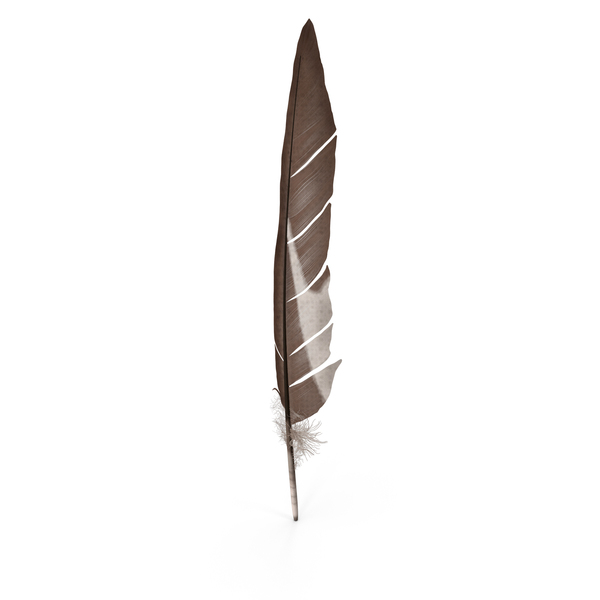 Gull Feather PNG & PSD Images