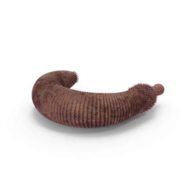 Ottoia Cambrian Sea Worm Fossil PNG & PSD Images