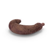Ottoia Cambrian Sea Worm Fossil PNG & PSD Images