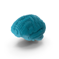 Brain Scan Sliced PNG & PSD Images