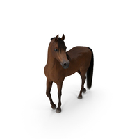 Arabian Horse Brown Stand Pose Fur PNG & PSD Images