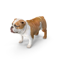 Bulldog PNG & PSD Images