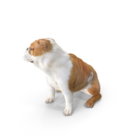 Bulldog Sitting Up PNG & PSD Images