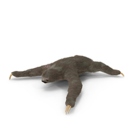 Sloth Fur PNG & PSD Images