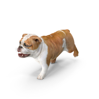 Walking Bulldog PNG & PSD Images