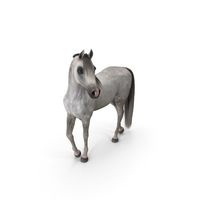 Arabian Horse Gray Dappled Stand Pose Fur PNG & PSD Images