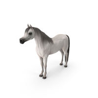 Arabian Horse White Fur PNG & PSD Images