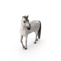 Arabian Horse White Stand Pose Fur PNG & PSD Images