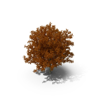 Autumn Oak Tree PNG & PSD Images
