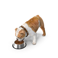 Bulldog Eats Out of the Bowl PNG & PSD Images