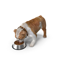 Bulldog Eats Out Of The Bowl Fur PNG & PSD Images