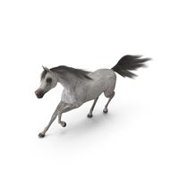 Galloping Arabian Horse Gray Dappled Fur PNG & PSD Images
