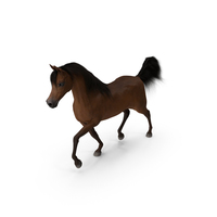Walking Arabian Horse Brown Fur PNG & PSD Images