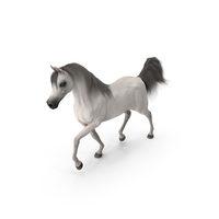 Walking Arabian Horse White Fur PNG & PSD Images