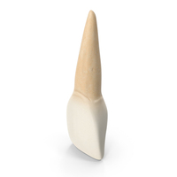 Upper Tooth Central Incisor PNG & PSD Images