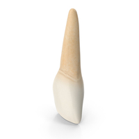 Upper Tooth Lateral Incisor PNG & PSD Images