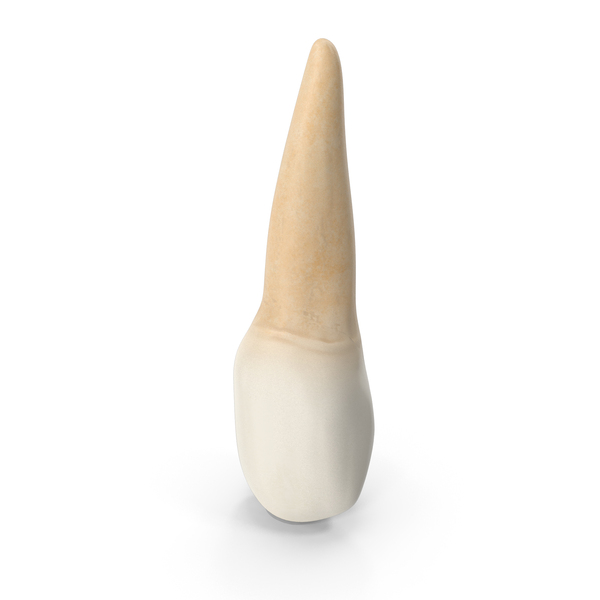 Upper Tooth Canine PNG & PSD Images