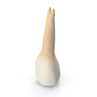 Upper Tooth First Premolar PNG & PSD Images