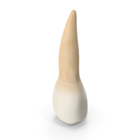 Upper Tooth Second Premolar PNG & PSD Images