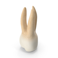 Upper Tooth First Molar PNG & PSD Images