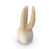 Upper Tooth Second Molar PNG & PSD Images