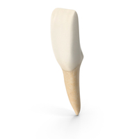 Lower Tooth Central Incisor PNG & PSD Images