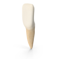 Lower Tooth Lateral Incisor PNG & PSD Images