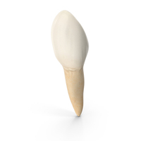 Lower Tooth Canine PNG & PSD Images