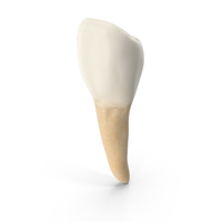 Lower Tooth First Premolar PNG & PSD Images