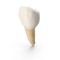 Lower Tooth Second Premolar PNG & PSD Images