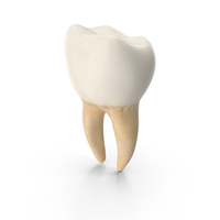 Lower Tooth First Molar PNG & PSD Images