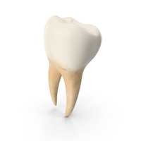 Lower Tooth Second Molar PNG & PSD Images