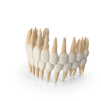 Human Teeth PNG & PSD Images