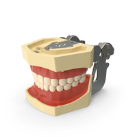Typodont Dental Model PNG & PSD Images