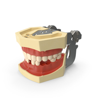 Typodont Dental Model Without Several Lower Teeth PNG & PSD Images