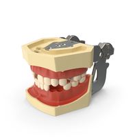 Typodont Dental Model Without Several Teeth PNG & PSD Images
